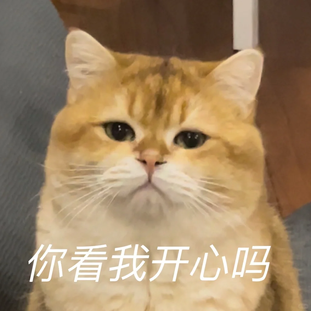 猫咪压力大