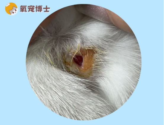 猫的伤口化脓成一个洞怎么办？