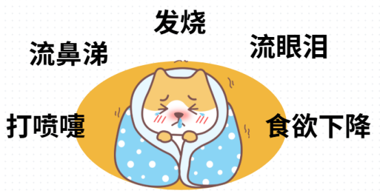 猫咪感冒了的表现