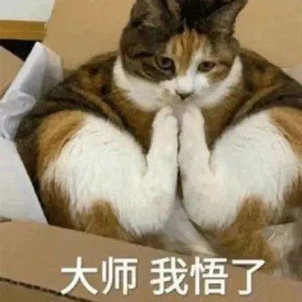 猫咪表情包