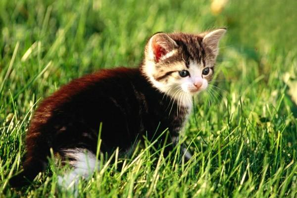 6种猫咪常见疾病及预防