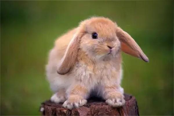 荷兰垂耳兔能活多久？