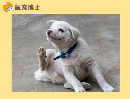 小狗身上痒的原因超多，科学用药是关键！
