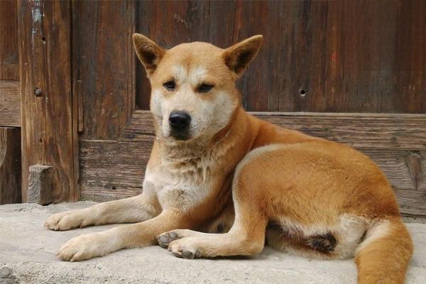 拳师犬外貌特征及性格特点