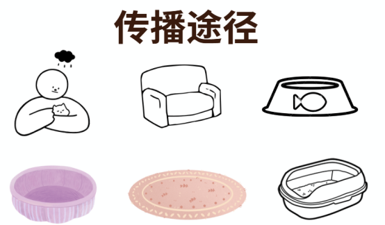 貓咪感染貓癬會傳染人嗎