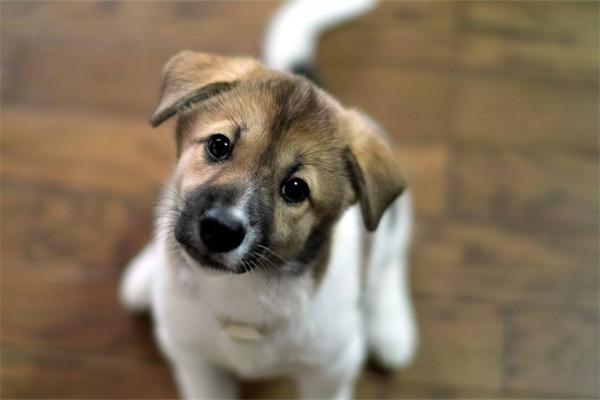 狗狗有很多眼屎正常吗？