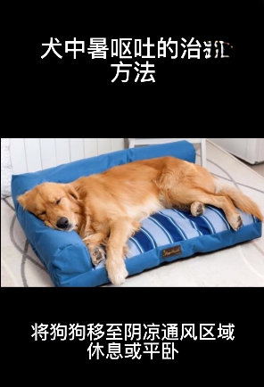 犬中暑呕吐的治疗方法