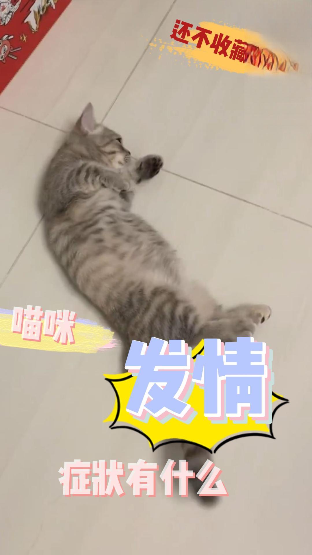 公猫与母猫的发情症状