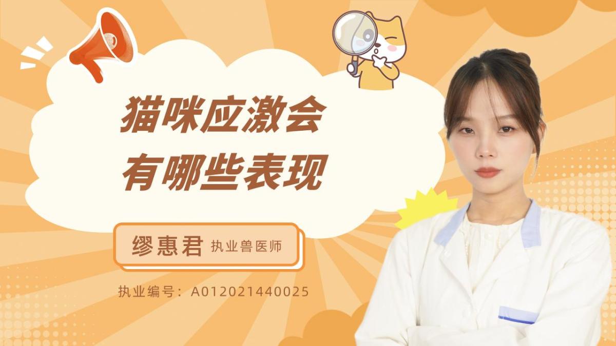 猫咪应激会有哪些表现？