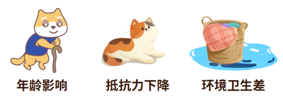 猫癣的病因