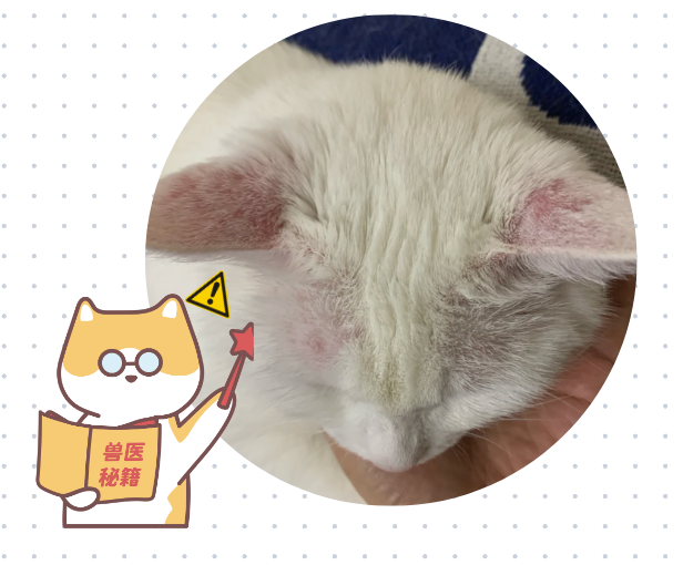 小猫身上痒一个劲挠是怎么回事？