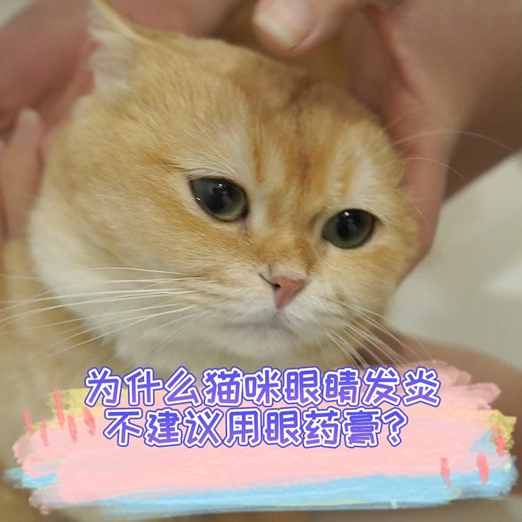 為什麼貓咪眼睛發炎不建議用眼藥膏？