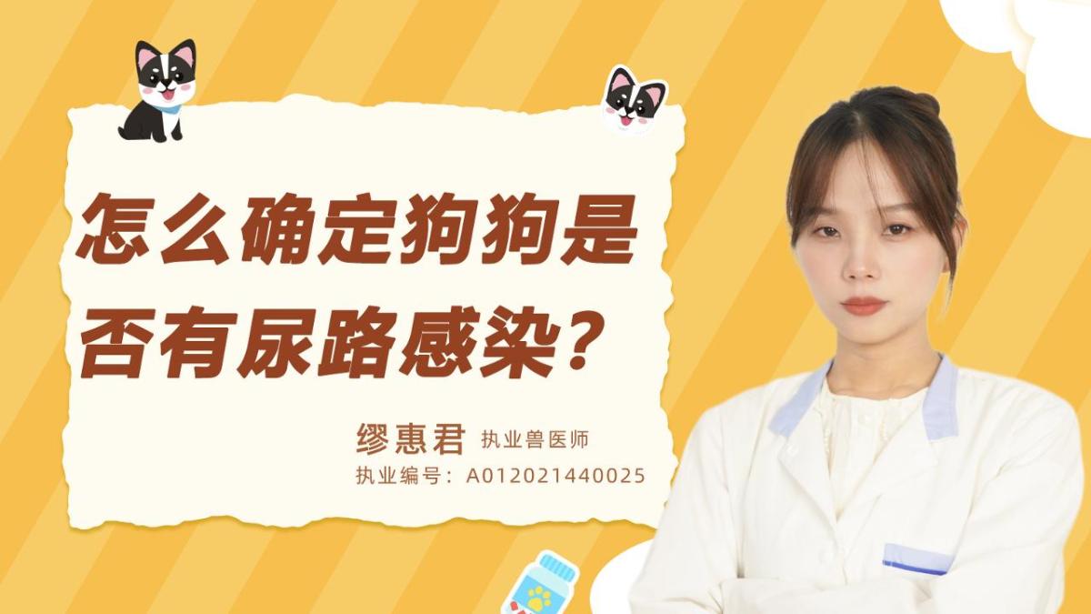 怎么确定狗狗是否有尿路感染？