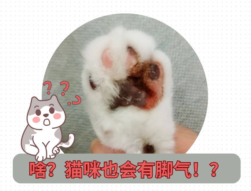 “脚气”来袭！猫咪爪子真菌感染肿了怎么治？