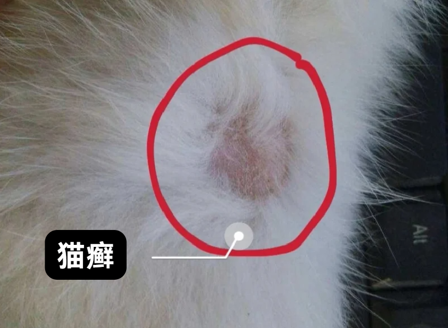 猫癣怎么治？