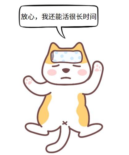 猫鼻支寿命知多少？一文带你全面了解