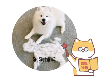 狗狗掉毛严重，这些原因你必须了解