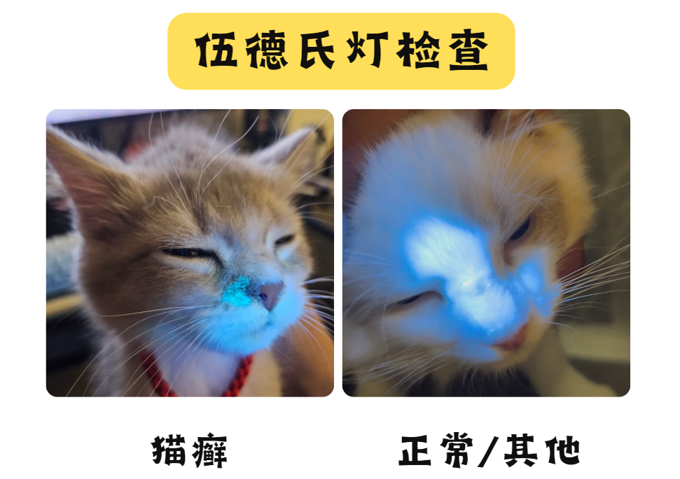 猫咪皮肤病怎么区分？