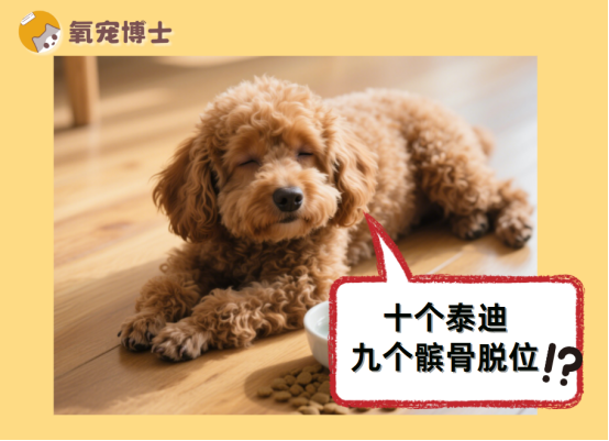 “十个泰迪九个髌骨脱位” 不是玩笑！快看你家狗狗中招了没？