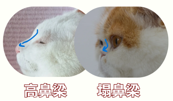 猫咪一只眼睛流眼泪