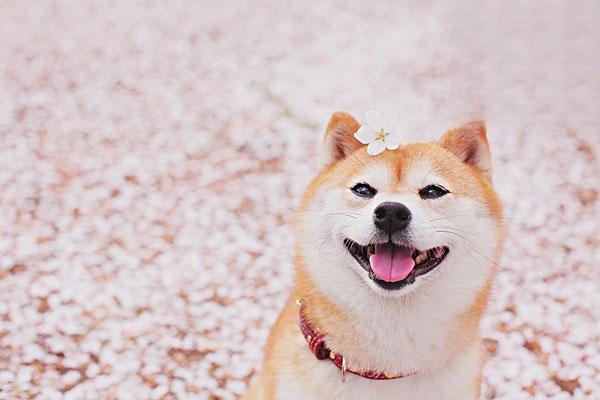 為什麼狗會咬尾巴