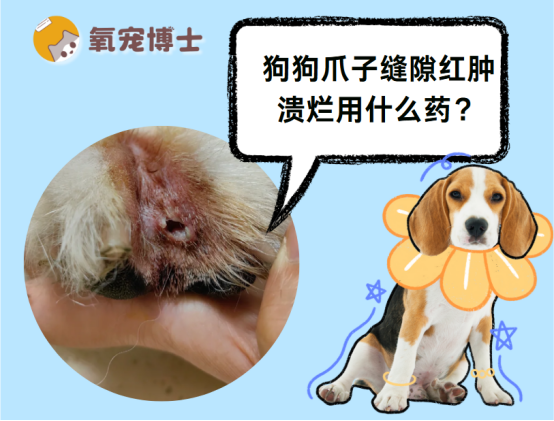 狗狗爪子缝隙红肿溃烂用什么药？