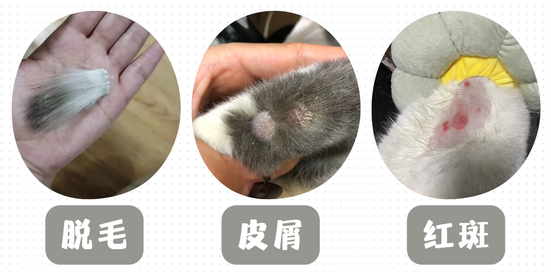 猫癣的症状图片