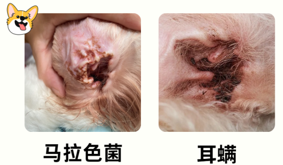 狗狗耳朵有很多黑色的脏东西