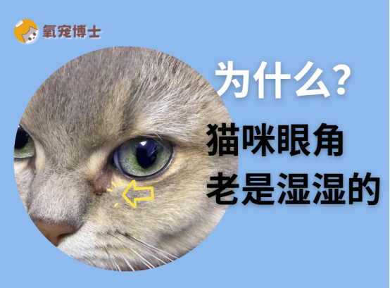 猫咪眼角总是湿湿的怎么办？
