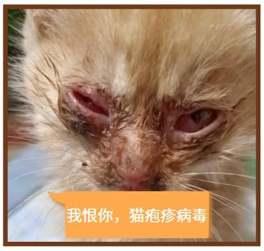 猫疱疹用什么药？速看用药指南