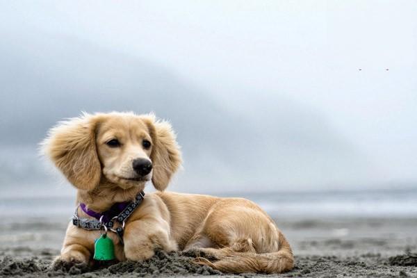 贵宾犬流泪怎么办