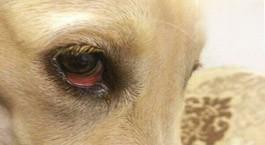 狗眼睛红是狂犬病吗