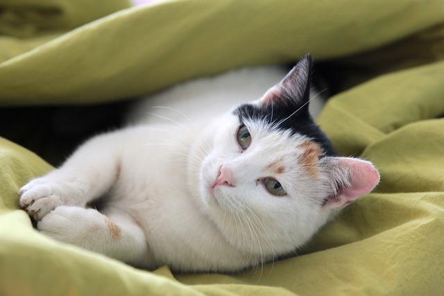猫猫吐食物不用慌！7天饮食调整全攻略