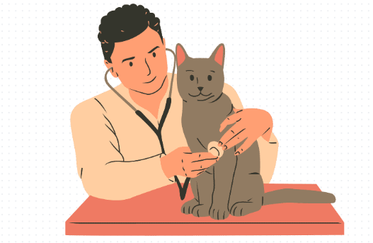 猫咪子宫蓄脓的治疗方法