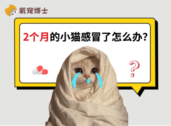 2个月的小猫感冒了怎么办？