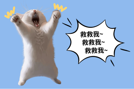 貓咪一直盯著你看