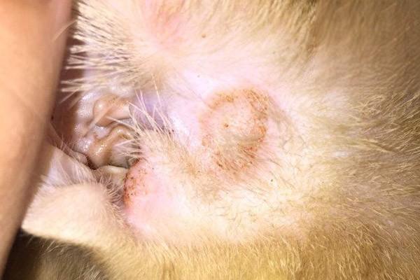 猫真菌感染，猫癣，猫皮肤病，猫耳朵真菌感染