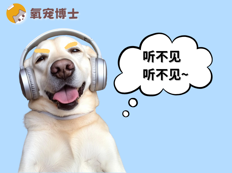 狗狗总装聋不听指令？90%的问题出在训练上