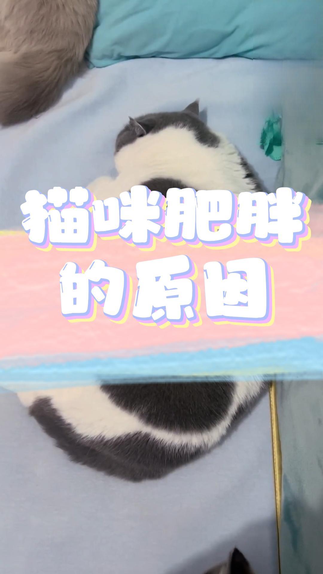 猫咪肥胖症的原因