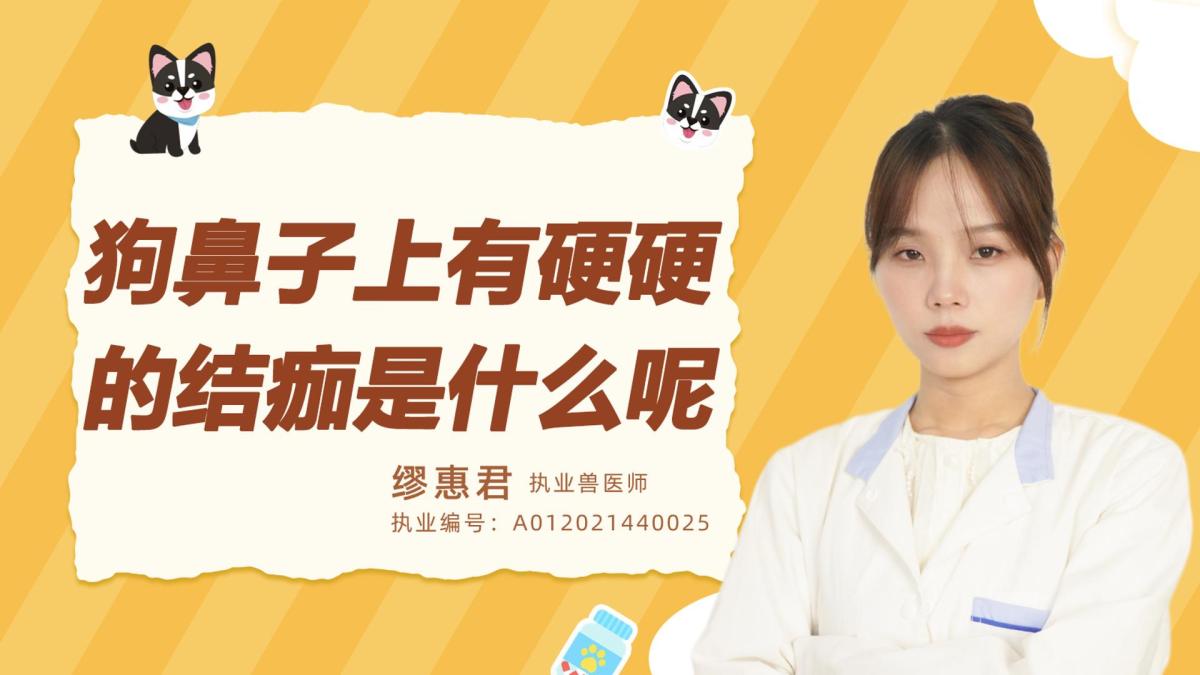 狗的鼻子上有硬硬的结痂是什么呢？