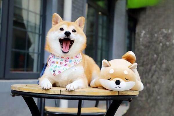 狗狗突然嘔吐 狗狗反芻