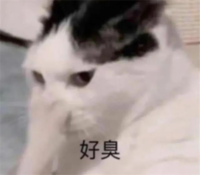 喵彩混合猫砂