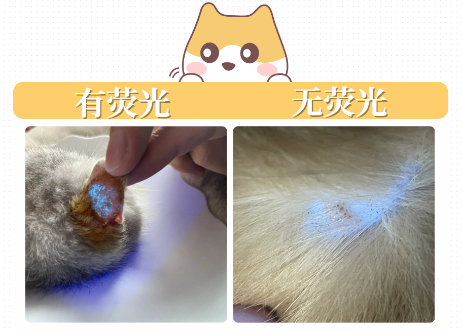 猫癣怎么区分