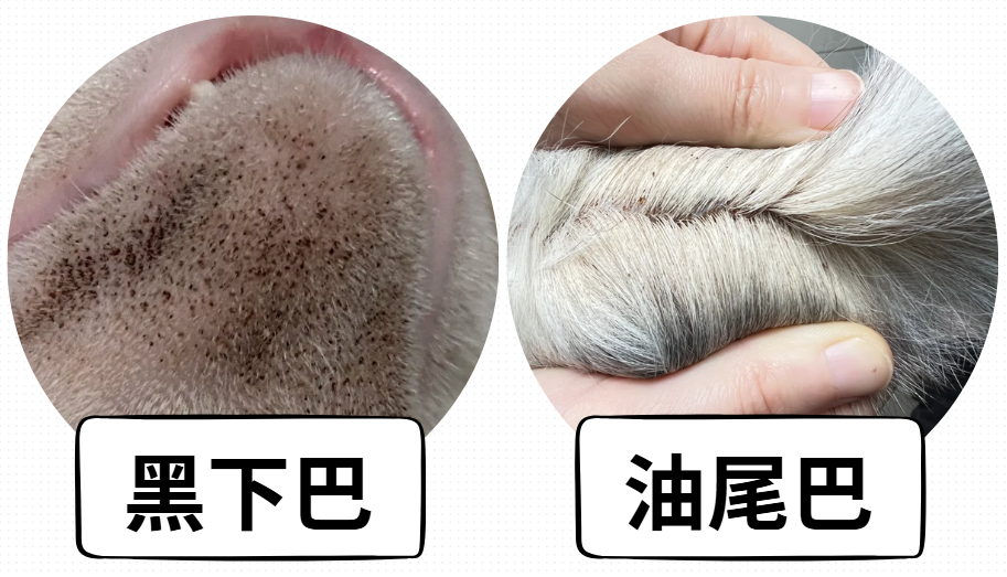 猫咪黑下巴