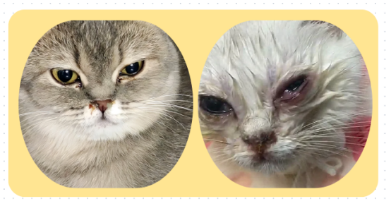 小猫眼睛流脓封眼怎么办？