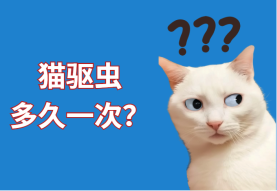 猫咪多久驱一次虫