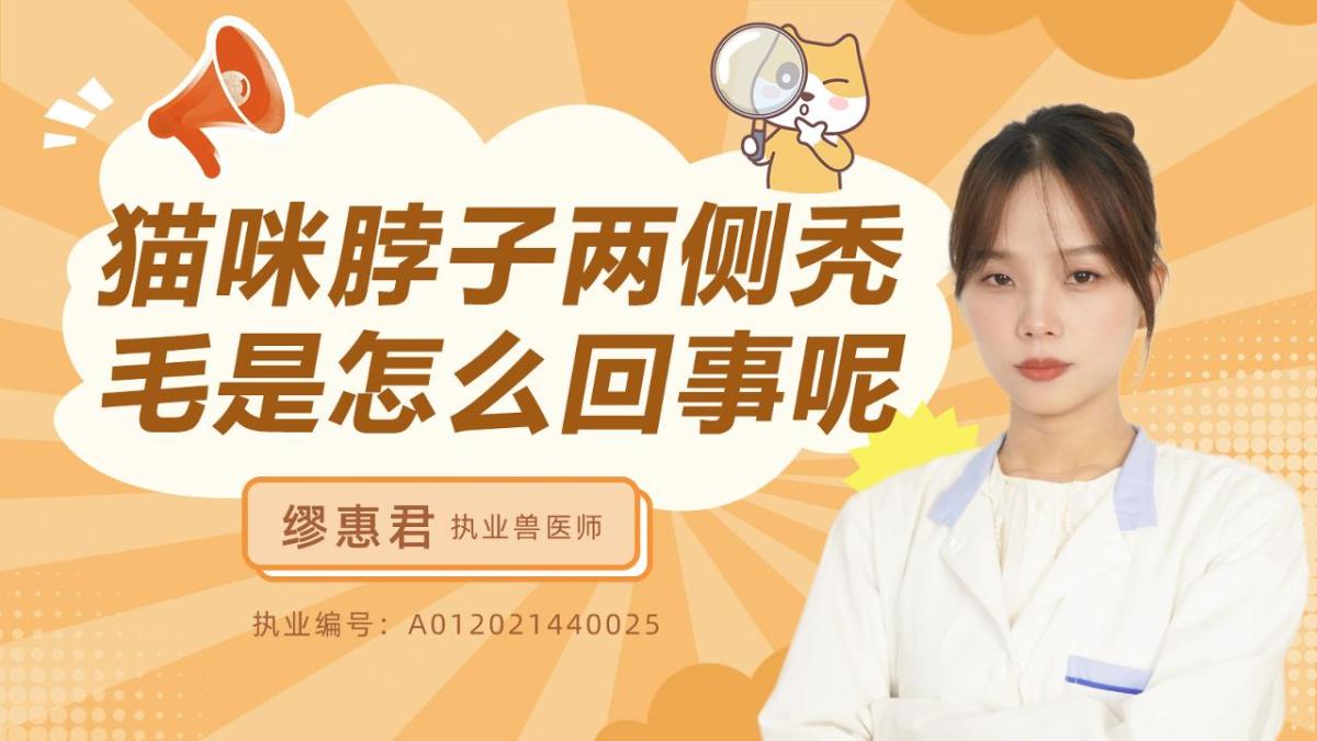 猫咪脖子两侧秃毛是怎么回事呢？