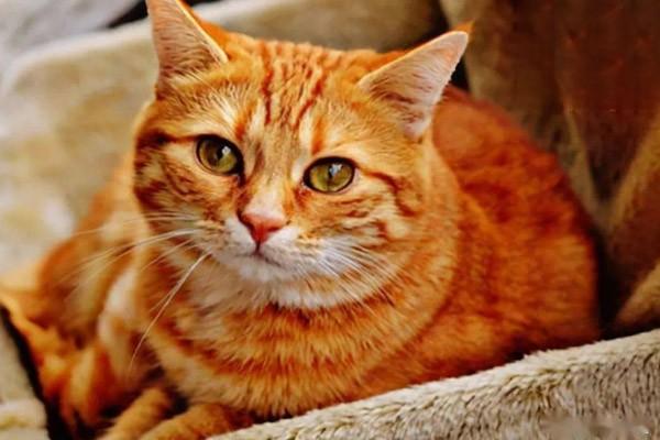 怎么预防猫咪泌尿系统疾病？