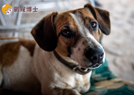 狗狗生产后很脏很臭怎么办？
