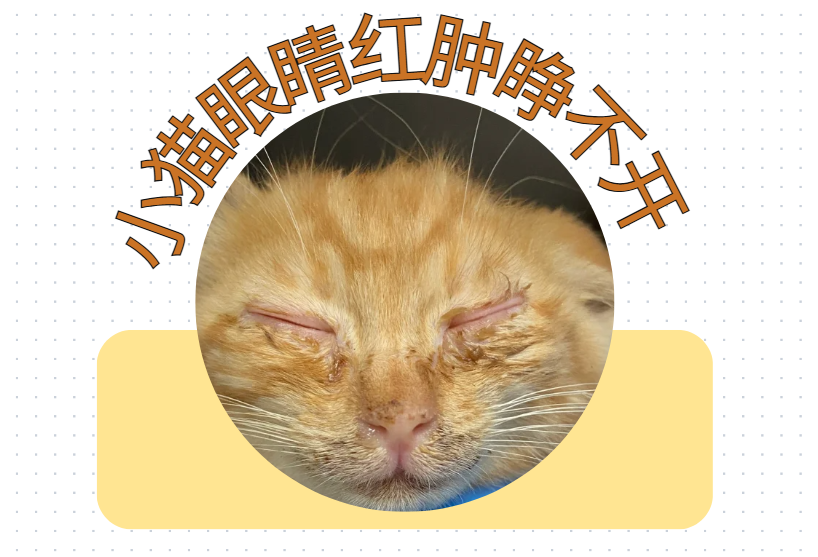 幼猫眼睛睁不开、有分泌物，眼睛红肿发炎怎么办？